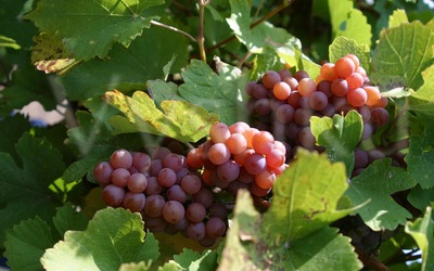 vinogradarstvo