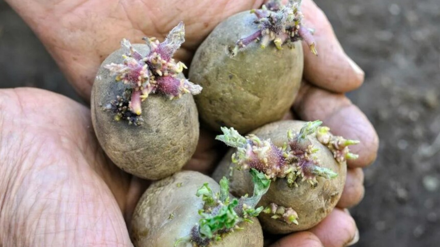 Перед посадки картошку можно. Проросшая картошка. Посадка картофеля. Семенные клубни картофеля. Картошка с ростками.