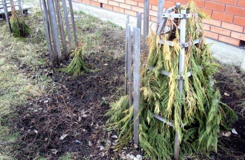 Лапник – как укрыть растения на зиму?