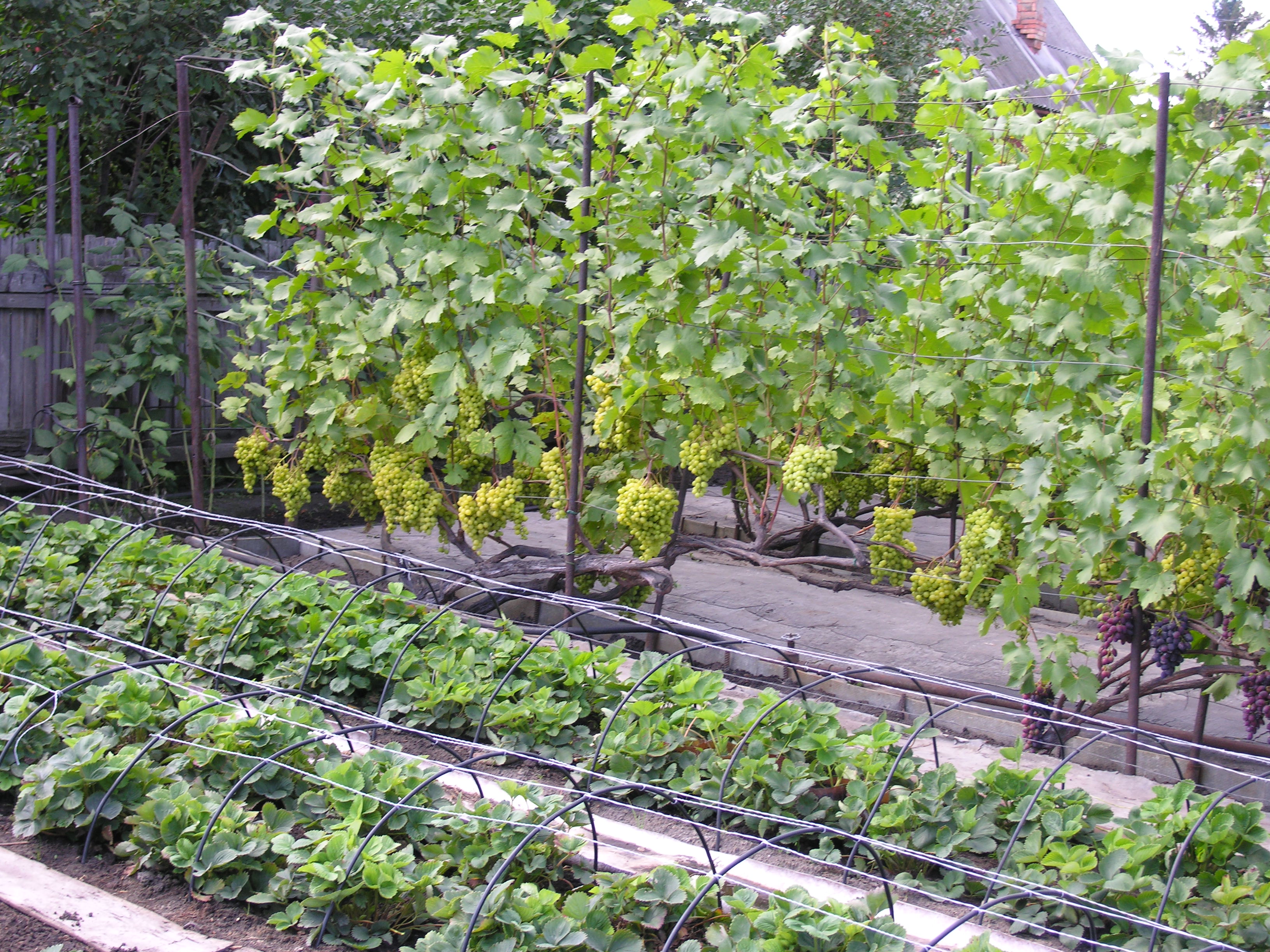 Где лучше посадить виноград. Шпалера виноград многоштамбовая. Виноградная шпалера в теплице. Виноградник в огороде. Виноград в саду.