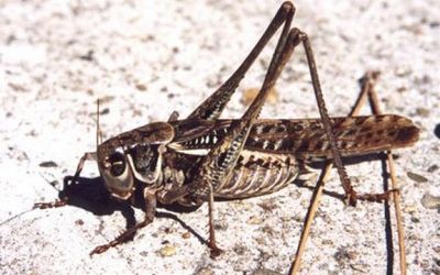 sarancha