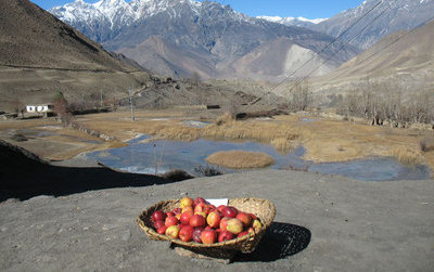gimalai