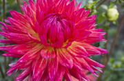 omsk_botanocheskiy3
