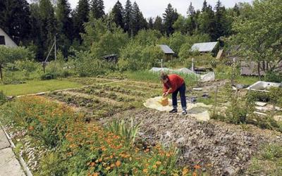 thumb_Dachniki_004_540_500
