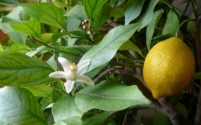 komnatnyi_limon
