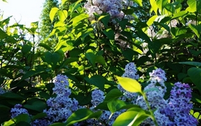 sort_sireni_vov