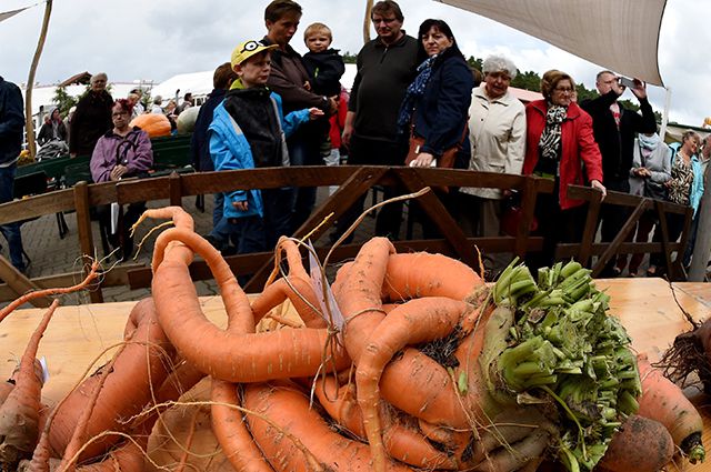 Битва овощных гигантов. В Англии прошли необычные соревнования огородников