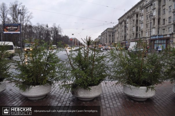 Живые ели высадили в клумбы Петербурга к Новому году
