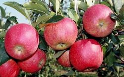 Количество садов в Саратовской области возрастет почти на треть