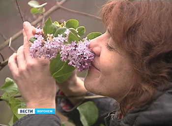 В Воронеже на Дальних садах распустилась сирень