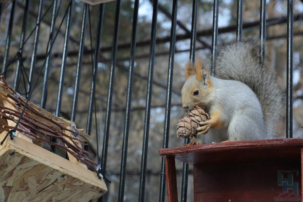 Дачники принесли в Новосибирский зоопарк 20 тонн овощей и фруктов