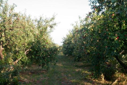Саратовские садоводы стали больше зарабатывать из-за санкций