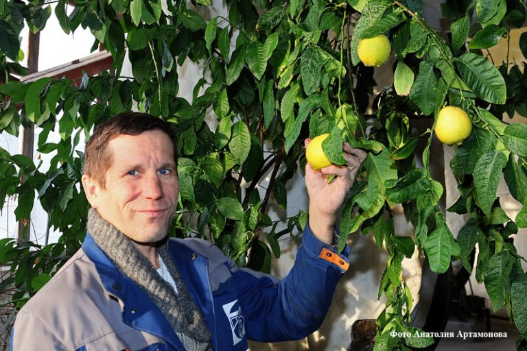 Простой рабочий получает на заводе целые лимоны