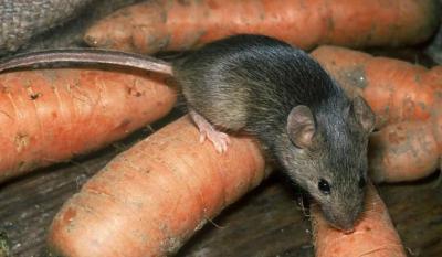 Рязанцам не советуют есть продукты, испорченные грызунами