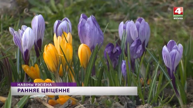 Крокусы - модные цветы белорусских дачников и садоводов